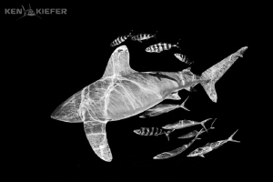 Oceanic Whitetip Shark
Cat Island, Bahamas
Canon 5D3 w ... by Ken Kiefer 